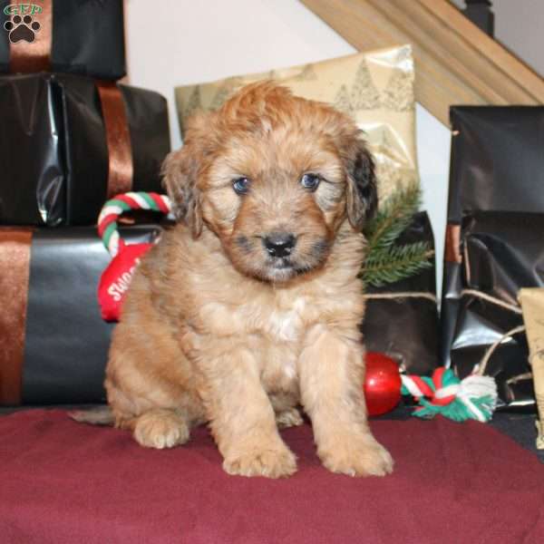 Levi, Mini Whoodle Puppy