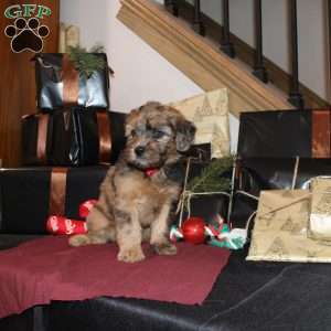 Lester, Mini Whoodle Puppy