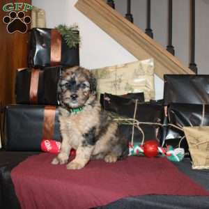 Lydia, Mini Whoodle Puppy