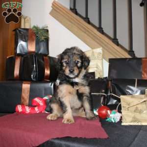 Lizzy, Mini Whoodle Puppy