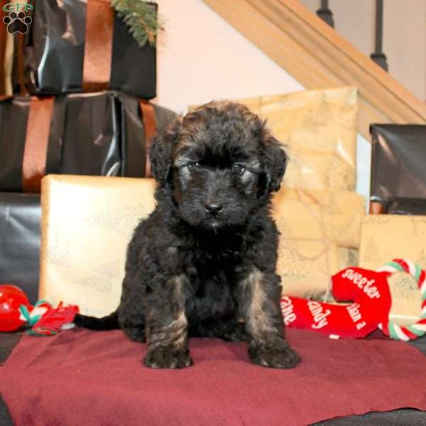 Lynda, Mini Whoodle Puppy