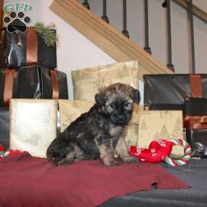 Lila, Mini Whoodle Puppy