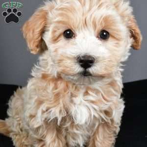 Blizzard, Maltipoo Puppy