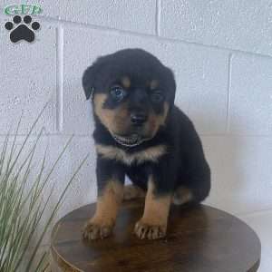Ellie, Rottweiler Puppy