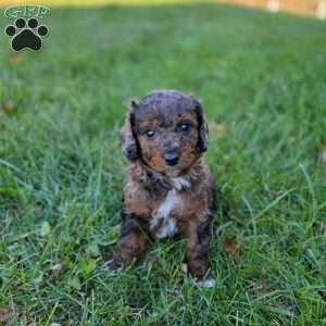 Lucas, Mini Goldendoodle Puppy