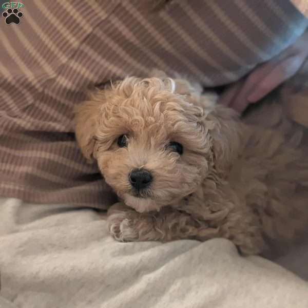 Charlie, Bich-Poo Puppy