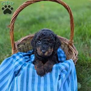 Liam, Mini Goldendoodle Puppy
