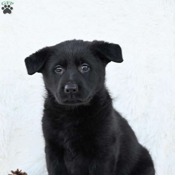 Molly, German Shepherd Puppy