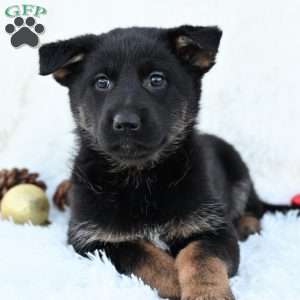 Holly, German Shepherd Puppy