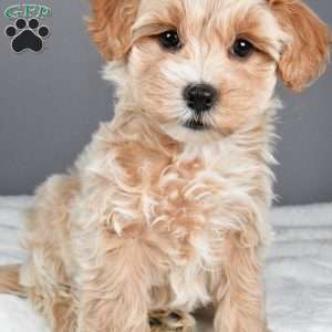 Snowflake, Maltipoo Puppy