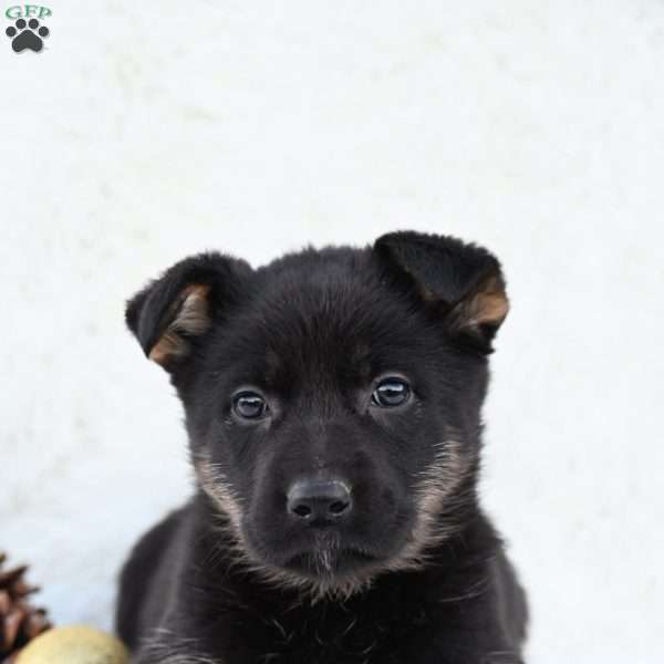 Sherri, German Shepherd Puppy