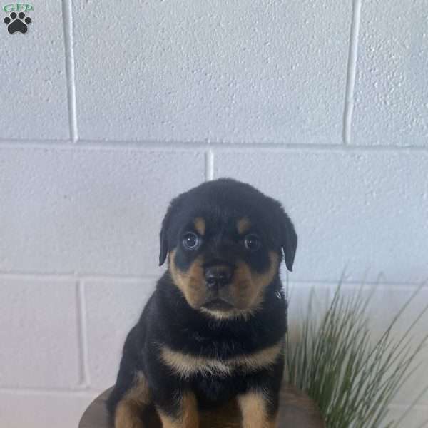 Olive, Rottweiler Puppy