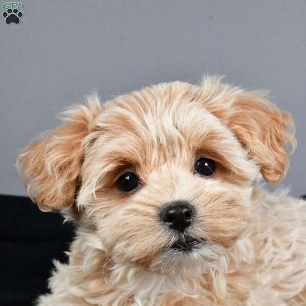 Candy, Maltipoo Puppy