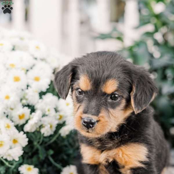 Colson, Miniature Poodle Mix Puppy