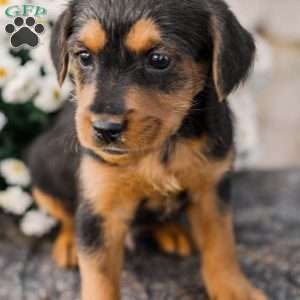 Crew, Miniature Poodle Mix Puppy