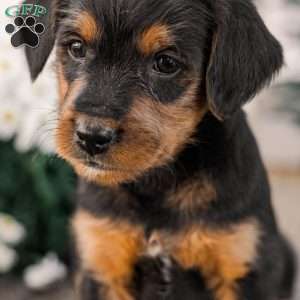 Chad, Miniature Poodle Mix Puppy