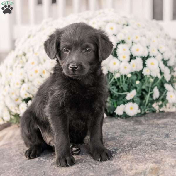 Craig, Miniature Poodle Mix Puppy