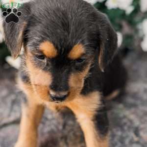 Crew, Miniature Poodle Mix Puppy