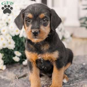 Chad, Miniature Poodle Mix Puppy