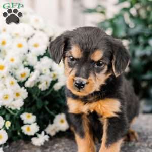 Colson, Miniature Poodle Mix Puppy
