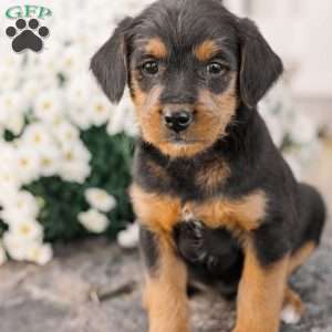 Chad, Miniature Poodle Mix Puppy