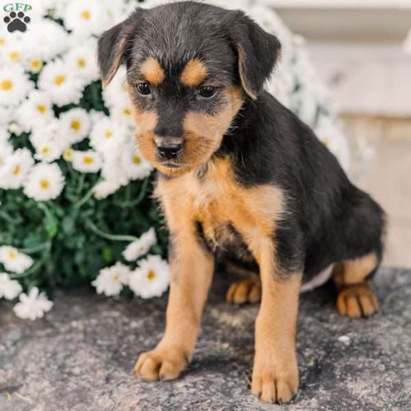 Crew, Miniature Poodle Mix Puppy