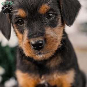 Chad, Miniature Poodle Mix Puppy