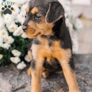 Crew, Miniature Poodle Mix Puppy