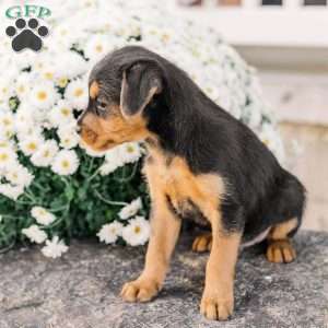 Crew, Miniature Poodle Mix Puppy