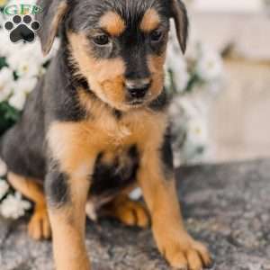 Crew, Miniature Poodle Mix Puppy