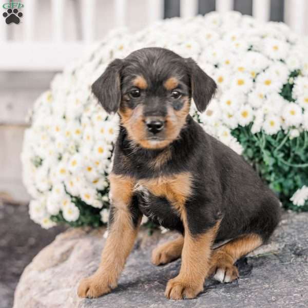 Chad, Miniature Poodle Mix Puppy