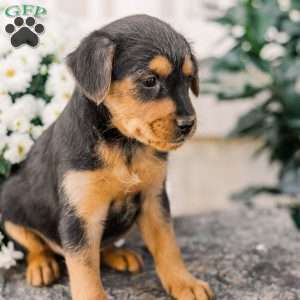 Crew, Miniature Poodle Mix Puppy