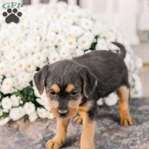 Crew, Miniature Poodle Mix Puppy