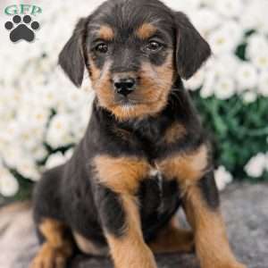 Chad, Miniature Poodle Mix Puppy