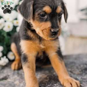 Crew, Miniature Poodle Mix Puppy