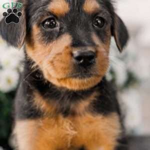 Crew, Miniature Poodle Mix Puppy