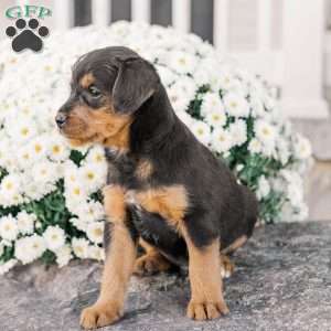 Chad, Miniature Poodle Mix Puppy