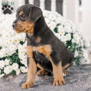 Chad, Miniature Poodle Mix Puppy