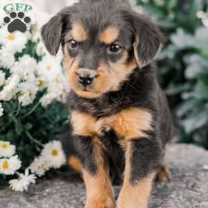 Colson, Miniature Poodle Mix Puppy