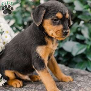 Crew, Miniature Poodle Mix Puppy