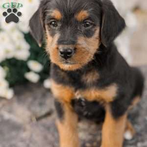 Chad, Miniature Poodle Mix Puppy