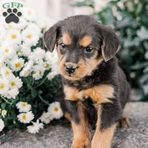 Colson, Miniature Poodle Mix Puppy