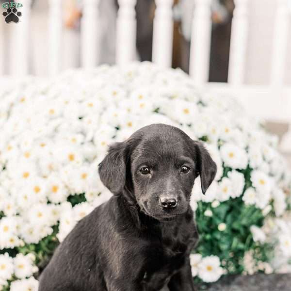 Clinton, Miniature Poodle Mix Puppy