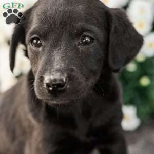 Clinton, Miniature Poodle Mix Puppy