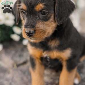 Chad, Miniature Poodle Mix Puppy