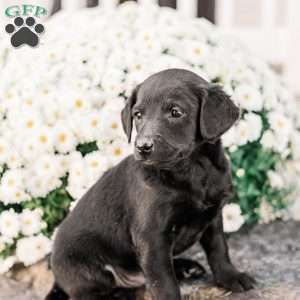 Clinton, Miniature Poodle Mix Puppy