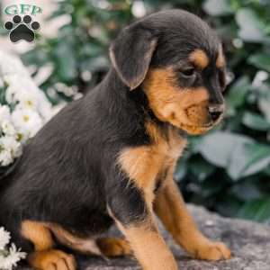 Crew, Miniature Poodle Mix Puppy