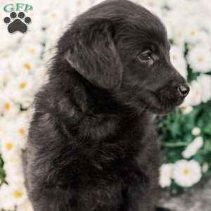 Craig, Miniature Poodle Mix Puppy