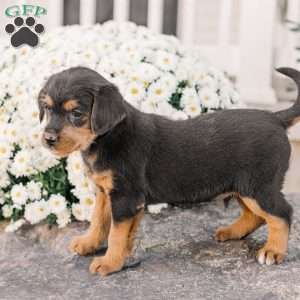 Chad, Miniature Poodle Mix Puppy