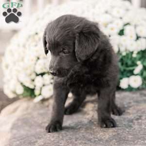 Craig, Miniature Poodle Mix Puppy